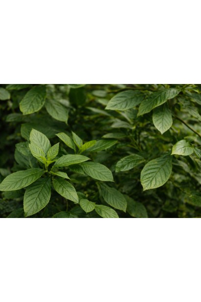 Clethra Пінк Спаєр листя